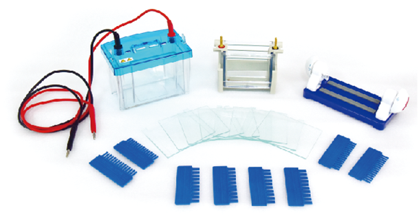 北京六一雙板垂直電泳儀DYCZ-24DH